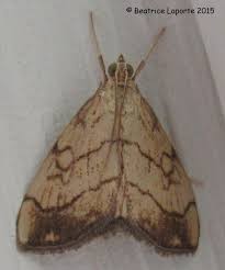 Attēlu rezultāti vaicājumam “Evergestis pallidata”