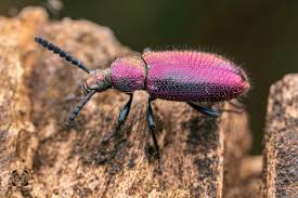 Attēlu rezultāti vaicājumam “Alleculidae”