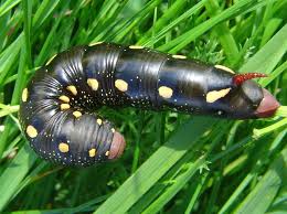 Attēlu rezultāti vaicājumam “Hyles gallii imago”