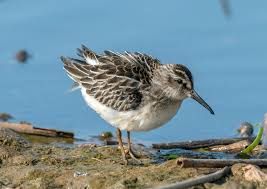 Attēlu rezultāti vaicājumam “Calidris falcinellus”
