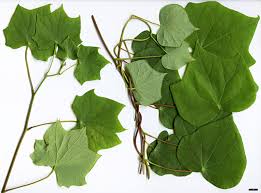 Attēlu rezultāti vaicājumam “Menispermum dauricum fruit”