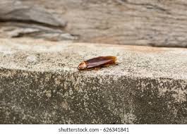 Attēlu rezultāti vaicājumam “Scardia boletella exuvia”