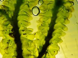 Attēlu rezultāti vaicājumam “Barbilophozia lycopodioides macro”