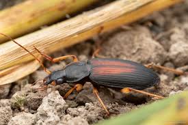 Attēlu rezultāti vaicājumam “Carabidae”