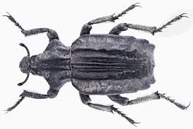 Image result for Brachycerus undatus