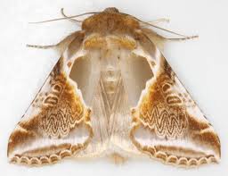 Attēlu rezultāti vaicājumam “Habrosyne pyritoides”