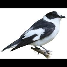 Attēlu rezultāti vaicājumam “Cladopodiella francisci”