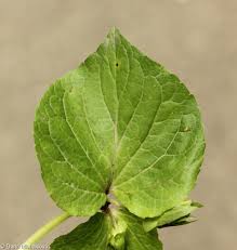 Attēlu rezultāti vaicājumam “Viola mirabilis leaf”