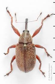 Attēlu rezultāti vaicājumam “Anthonomus phyllocola”