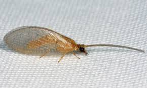 Attēlu rezultāti vaicājumam “Hemerobius perelegans”