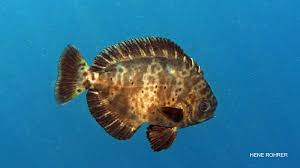 Image result for Schedophilus ovalis