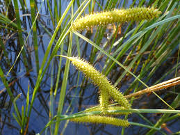 Attēlu rezultāti vaicājumam “Carex rostrata”