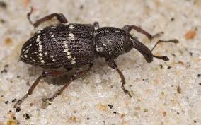 Attēlu rezultāti vaicājumam “Hylobius pinastri”