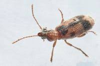 Attēlu rezultāti vaicājumam “Notoxus monoceros”