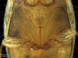 Attēlu rezultāti vaicājumam “Dianema depressum macro”