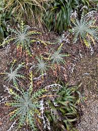 Image result for Ptilostemon afer