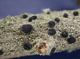 Attēlu rezultāti vaicājumam “Bacidia subincompta”