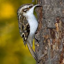 Attēlu rezultāti vaicājumam “Certhia familiaris adult”