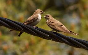 Image result for Ptyonoprogne rupestris