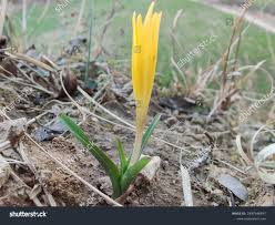 Attēlu rezultāti vaicājumam “Colchicum luteum flower”