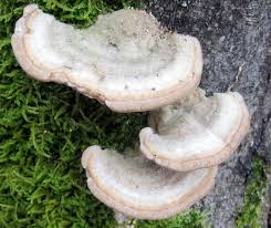 Attēlu rezultāti vaicājumam “Trametes hirsuta”