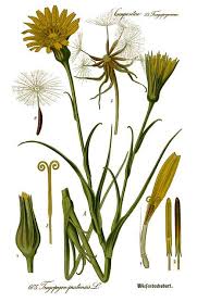 Image result for Tragopogon pratensis