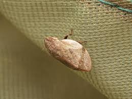 Attēlu rezultāti vaicājumam “Lepyronia coleoptrata”