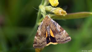 Attēlu rezultāti vaicājumam “Cryptocala chardinyi”