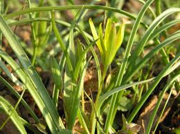 Attēlu rezultāti vaicājumam “Gagea pratensis flower”