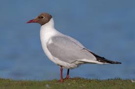 Image result for Chroicocephalus ridibundus