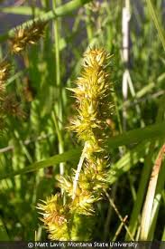 Attēlu rezultāti vaicājumam “Carex loliacea fruit”