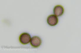 Attēlu rezultāti vaicājumam “Fuligo laevis”