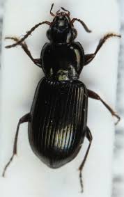 Attēlu rezultāti vaicājumam “Pterostichus sp.”