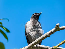 Attēlu rezultāti vaicājumam “Corvus cornix juvenile”