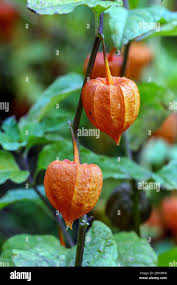 Image result for Lampionblume