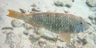 Image result for Sparisoma rubripinne