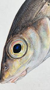 Image result for Coregonus huntsmani