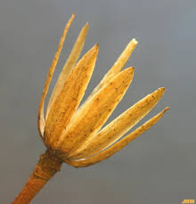 Attēlu rezultāti vaicājumam “Liriodendron tulipifera bud”