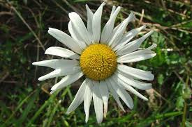 Attēlu rezultāti vaicājumam “Leucanthemum vulgare”