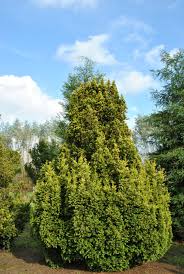 Attēlu rezultāti vaicājumam “Taxus”