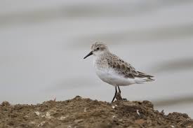 Attēlu rezultāti vaicājumam “Calidris”