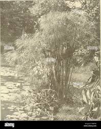 Attēlu rezultāti vaicājumam “Callitriche verna leaf”