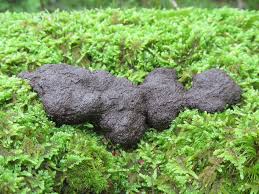 Attēlu rezultāti vaicājumam “Tubifera sp.”