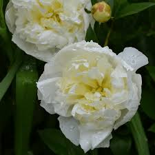 Attēlu rezultāti vaicājumam “Paeonia lactiflora”