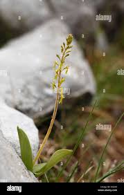 Attēlu rezultāti vaicājumam “Listera ovata flower”