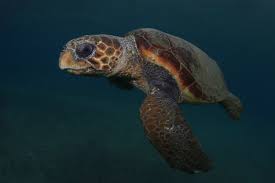 Image result for Caretta caretta