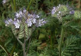 Attēlu rezultāti vaicājumam “Hydrophyllaceae”