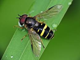 Attēlu rezultāti vaicājumam “Dasysyrphus tricinctus”