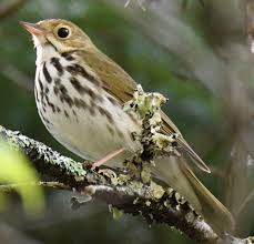 Image result for Seiurus aurocapilla