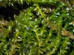 Attēlu rezultāti vaicājumam “Hygrohypnum luridum sporophyte”